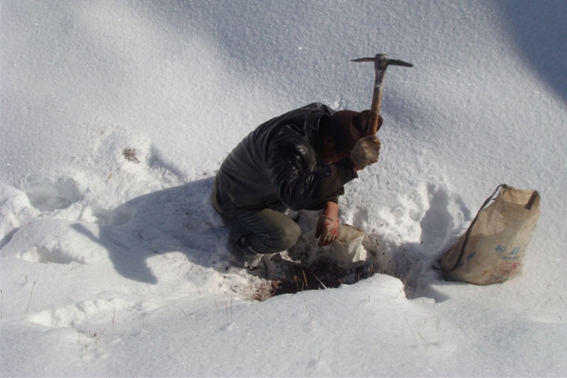 雪天取样.jpg